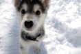 /album/fenykepgaleria/fluffy-pup-snow-oh-cute-animals-1b203fe5a106cb5bf8cb6685d33909ea-h-jpg/