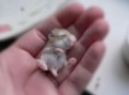 /album/fenykepgaleria/cutest-baby-animals-10-590x434-jpg1/