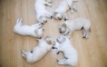 /album/fenykepgaleria/cute-puppies-wallpaper-1280x800-1001037-jpg/