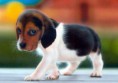 /album/fenykepgaleria/cute-animals4-jpg1/