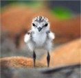 /album/fenykepgaleria/cute-animals-jpg1/