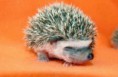 /album/fenykepgaleria/cute-animals-20-jpg/
