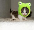 /album/fenykepgaleria/cute-animals-1-jpg/
