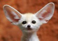 /album/fenykepgaleria/cute-animals1-300x210-jpg1/