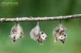 /album/fenykepgaleria/cute-animals-in-a-row-3599-nicefun-jpg1/