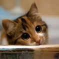 /album/fenykepgaleria/can-i-have-some-treats-jpg/