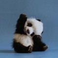 /album/fenykepgaleria/baby-animals-beautiful-cute-cute-animals-favim-com-701122-jpg/