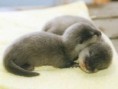 /album/fenykepgaleria/a-cute-animals-22-jpg1/
