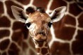 /album/fenykepgaleria/a-cute-animals-10-jpg1/