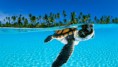 /album/fenykepgaleria/a8805303-cute-animal-wallpaper-jpg1/
