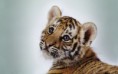 /album/fenykepgaleria/a133192-cute-baby-animals-wallpapers-mobiles-phones-1600x1000-jpg1/