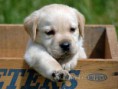 /album/kepgaleria-kezdolap1/cute-animal-babies-pictures-2-jpg2/