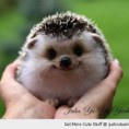 /album/fenykepgaleria/cute-animal-baby-hedgehog-smiling-hands-pics-jpg/