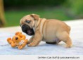 /album/fenykepgaleria/cute-animals-dog-pug-puppy-playing-biting-toy-pics-jpg/