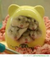 /album/cukisagok/cute-animals-hamster-family-squashed-house-pics-jpg1/