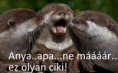 /album/fenykepgaleria/a254546-376664702407812-1378073501-n-jpg/